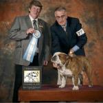 2011-10-14:  Select Dog under Breeder-Judge Rudy Kilgus, Las Vegas Bulldog Club specialty (a.m.). 4-Point Major.