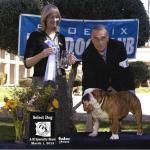 2012-02-29 Phoenix Bulldog Club Specialty (a.m.), Breeder-Judge Bridgett Higginbotham awards JD Select Dog. 4-Point Major.  What a treat to show under Ms. Higginbotham!