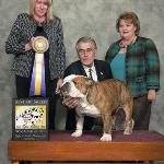 2010-11-20:  Winning Best of Breed under Breeder-Judge Kelly Franz at the Las Vegas Bulldog Club specialty.  5-Point Major against nationally ranked specials!