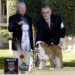 2011-03-02:  Taking Select Dog under Breeder-Judge Dr. Jack Brown at the BCA Div. III Specialty, held in conjunction with the Phoenix Bulldog Club.